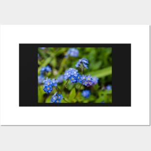 Forget-Me-Nots 1 Posters and Art